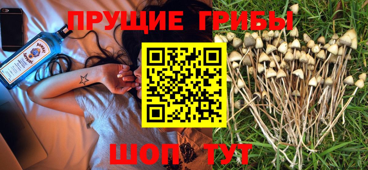 Галлюциногенные грибы мицелий Вышний Волочёк
